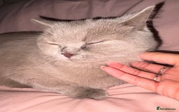 British Shorthair cats for sale: Rare lilac female British shorthair female 3 years - Image 4