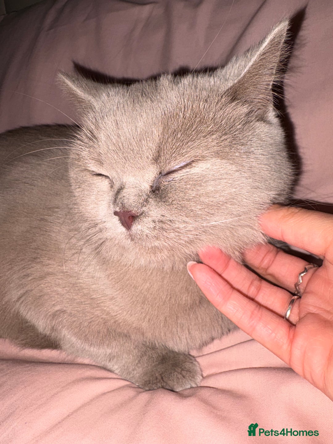 British Shorthair cats for sale: Rare lilac female British shorthair female 3 years - Image 4
