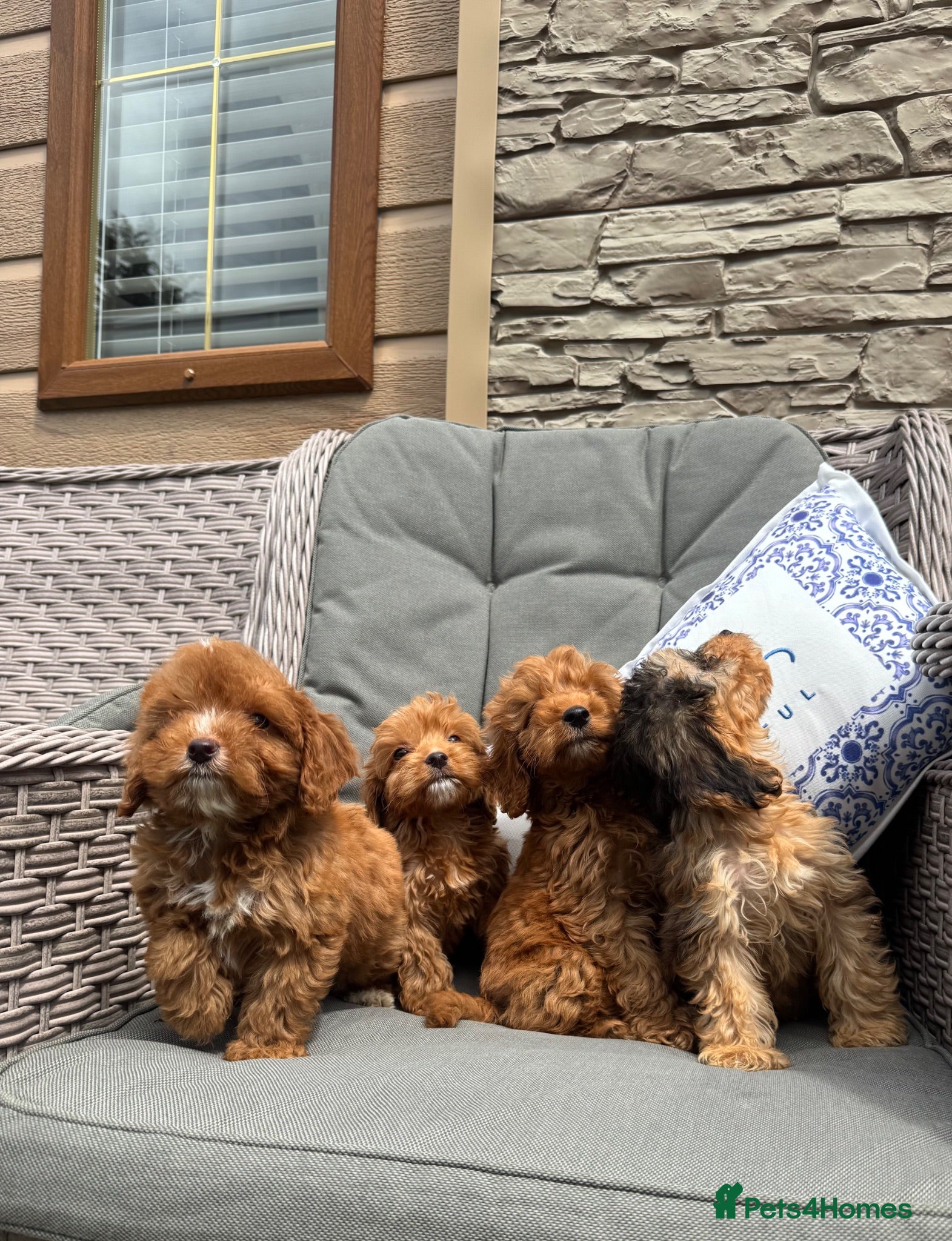 Cockapoo dogs F1 Cockapoo puppies (council licensed) - Advert 2