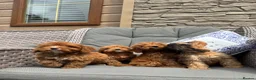 Cockapoo dogs for sale: F1 Cockapoo puppies (council licensed) - Advert 2