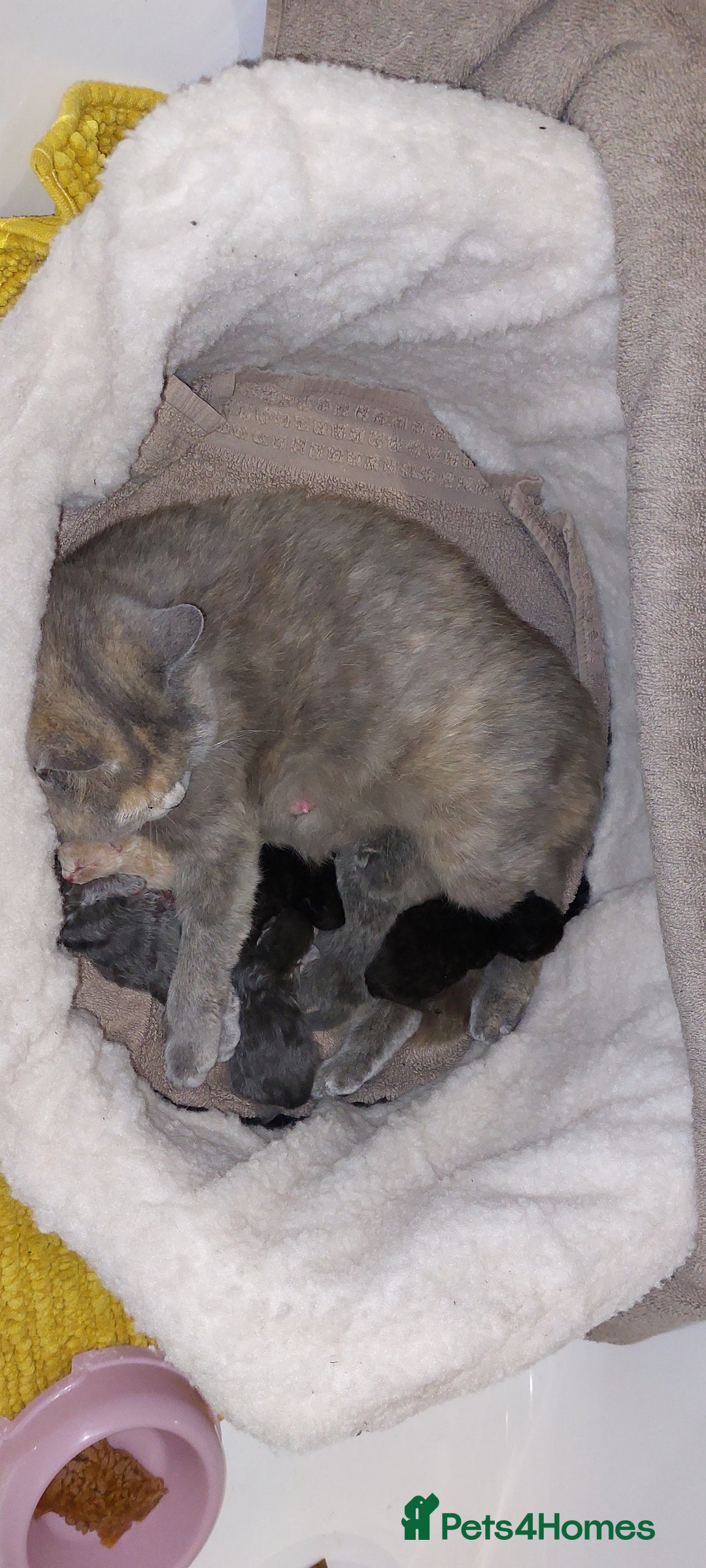 British Shorthair cats for sale: Beautiful British shorthair kittens - Image 8