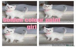 British Shorthair cats for sale: TICA golden and colourpoint BSH - Image 4