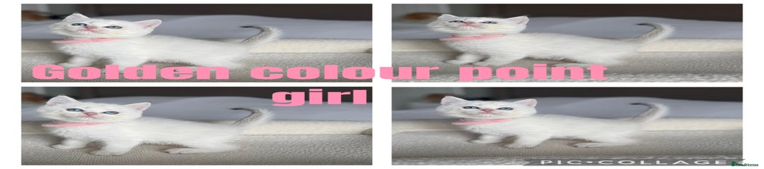 Golden colourpoint (pink)