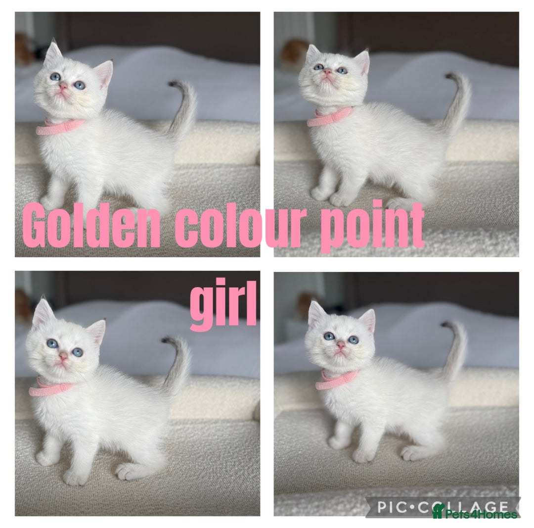 British Shorthair cats for sale: TICA golden and colourpoint BSH - Image 4