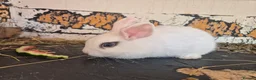 Mixed Breed rabbits for sale: 5 little rabbits, mixed with dwarf  - Advert 3
