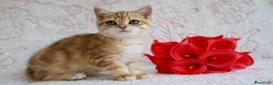 British Shorthair Kitten 2