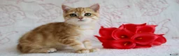 British Shorthair cats for sale: 💙British shorthair ready now🩷 - Advert 6