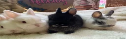 Netherland Dwarf rabbits for sale: Pedigree Netherland dwarf babies   - Advert 5