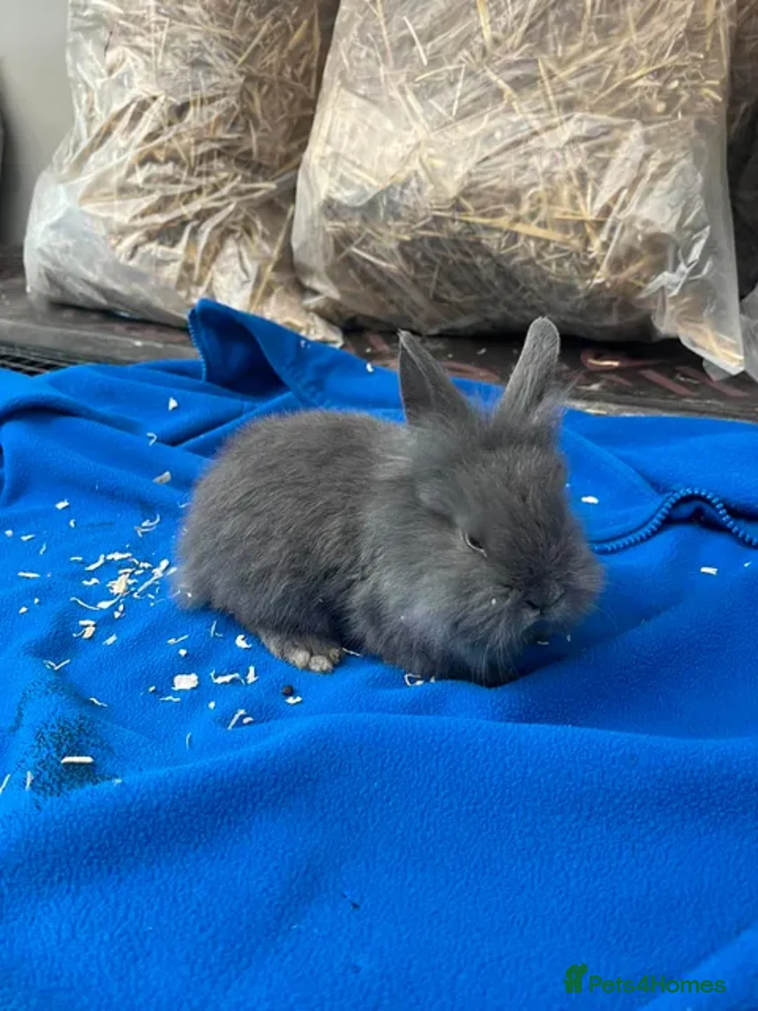 Mixed Breed rabbits for sale: Rabbits for sale  - Advert 8