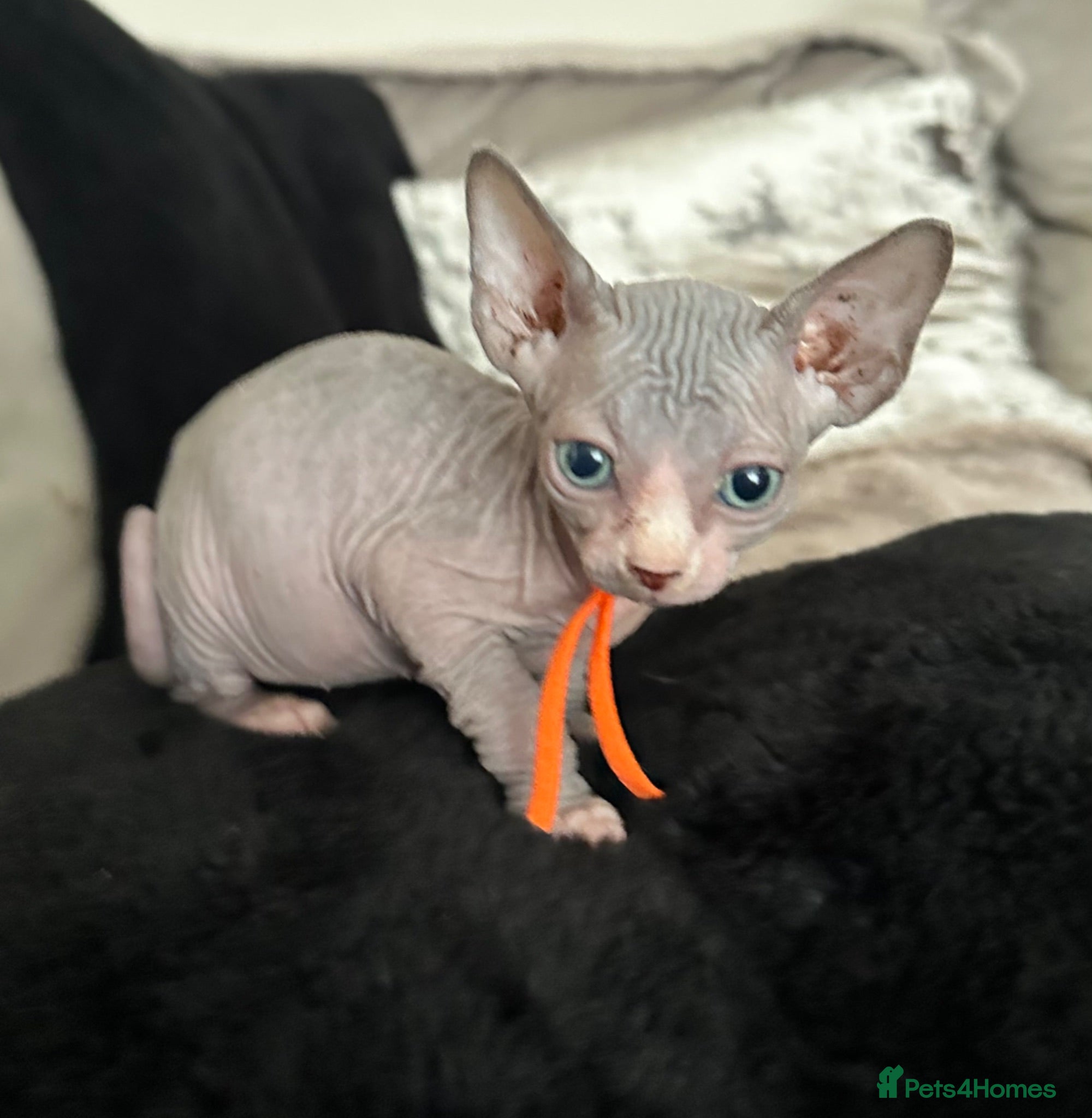 Sphynx cats Just 2 gorgeous boys left now - Advert 16
