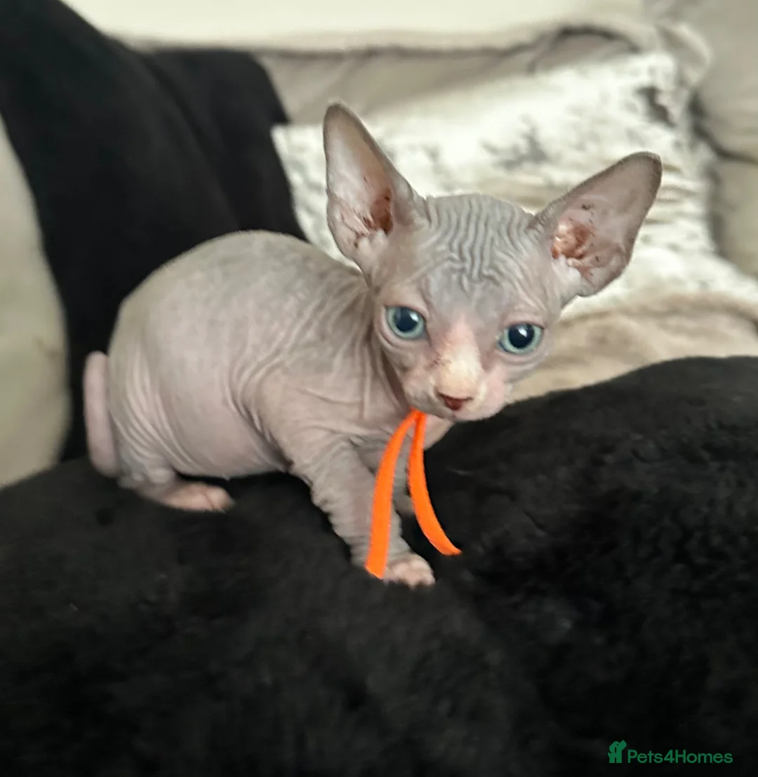Sphynx cats for sale: Just 2 gorgeous boys left now - Advert 1