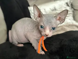 Sphynx cats Just 2 gorgeous boys left now - Advert 16
