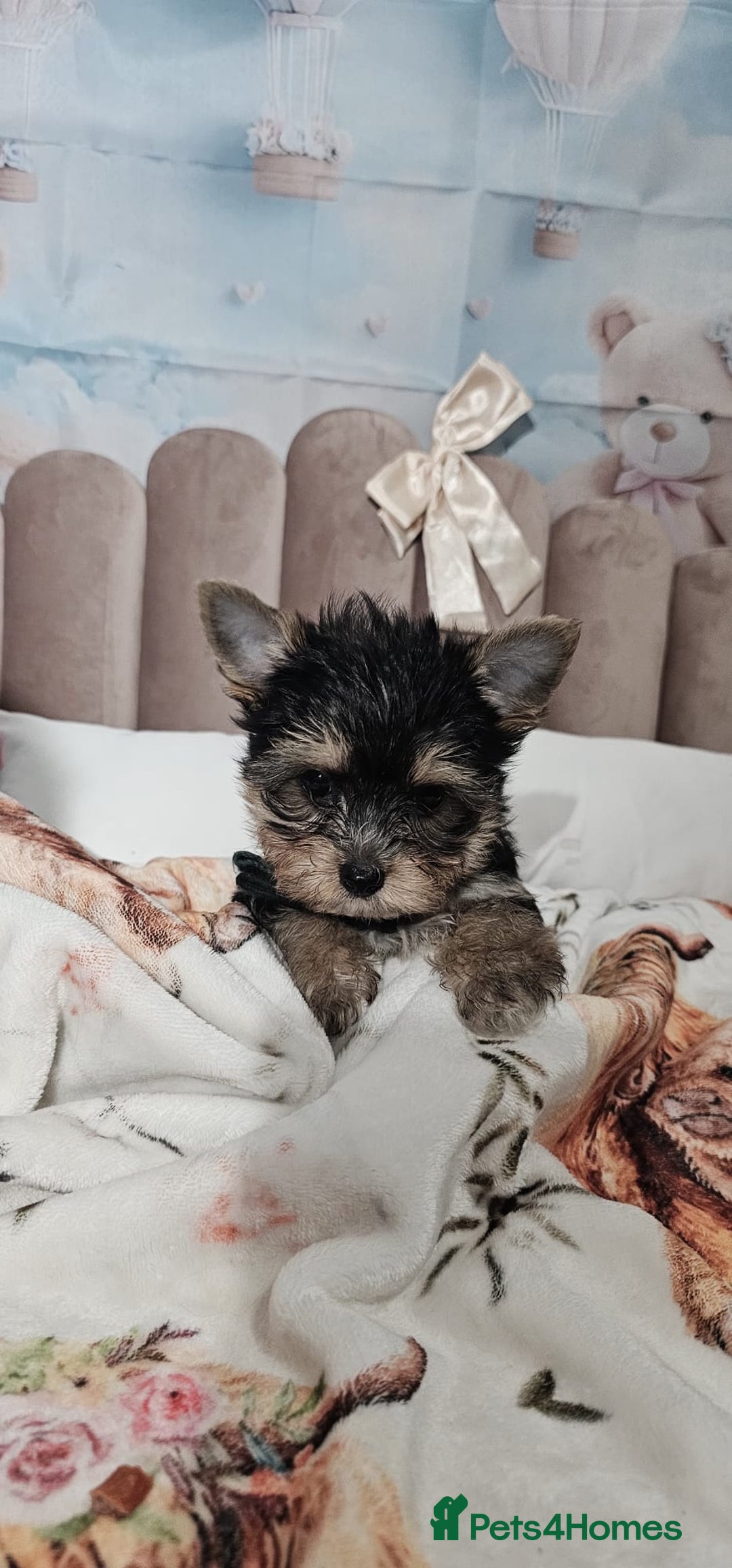 Yorkshire Terrier dogs for sale: Tiny miniature Yorkshire terriers - Advert 27