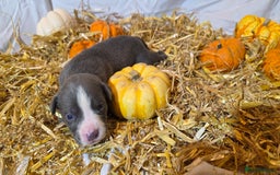 Mixed Breed dogs for sale: 12 beautiful puppies - Image 14