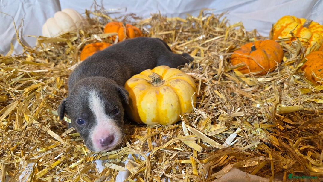 Mixed Breed dogs for sale: 12 beautiful puppies - Image 14