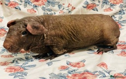 Guinea Pig rodents for sale: Skinny pig, werewolf and Baldwin breeder - Advert 7