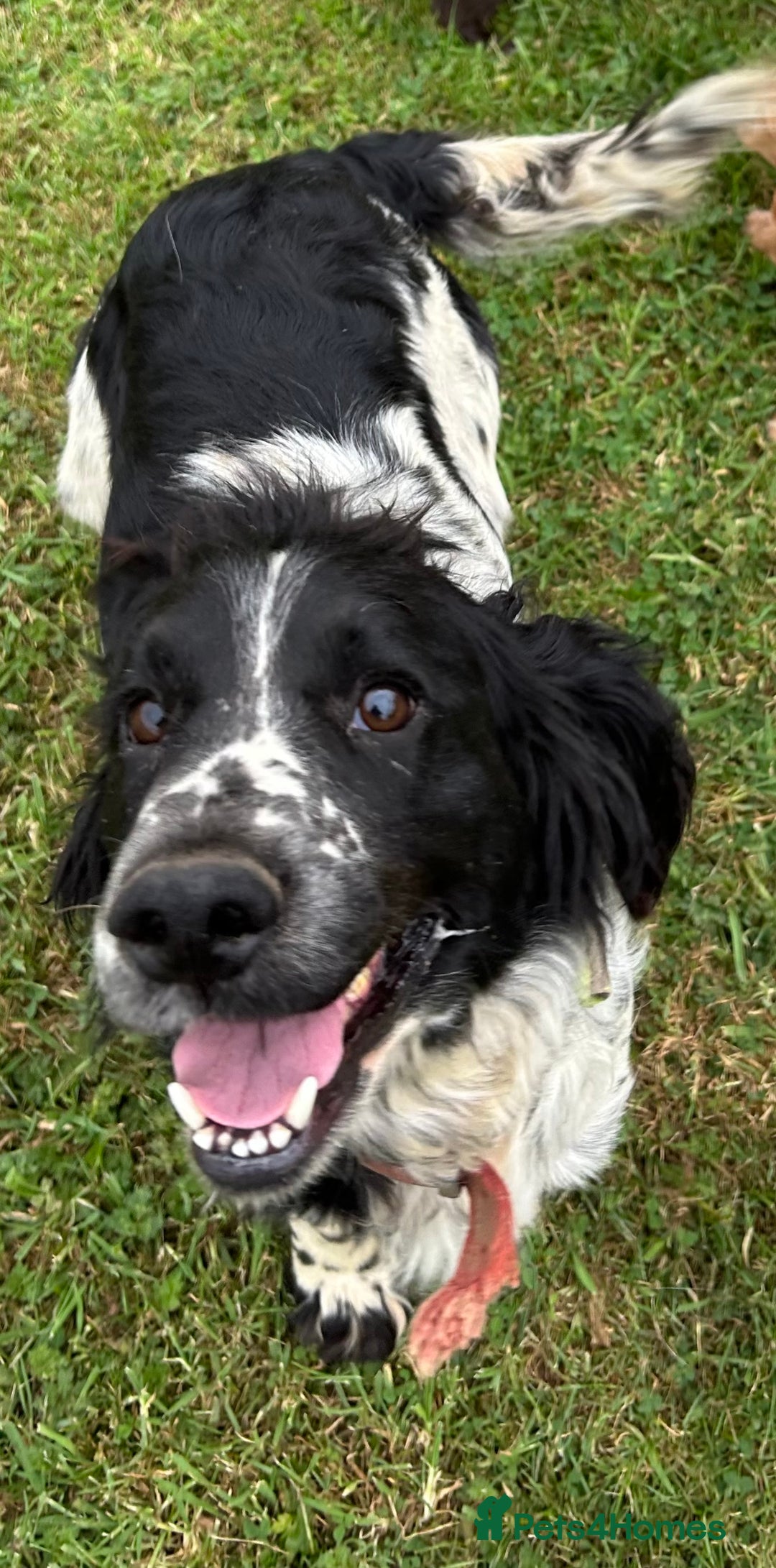 Cocker Spaniel dogs for sale: STUNNING WORKING COCKER SPANIEL PUPS - Advert 29