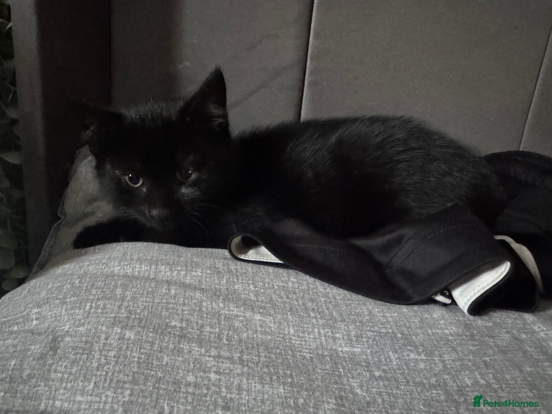 Mixed Breed cats for sale: 2 Beautiful Boys - Ready Now!  - Advert 7