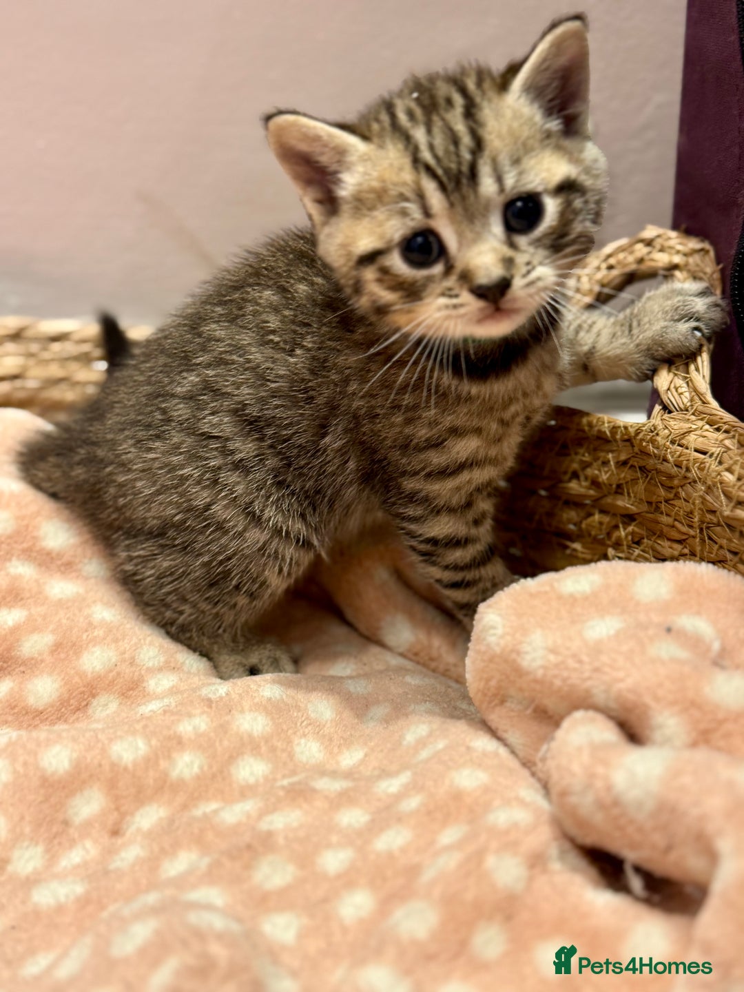 Mixed Breed cats for sale: Beautiful kittens 🐈‍⬛ - Advert 19