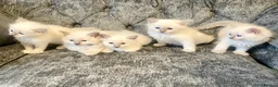 Ragdoll cats for sale: Ragdoll kittens - Advert 12