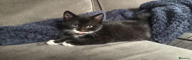 Domestic Shorthair Kitten 2