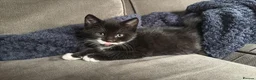 Domestic Shorthair cats for sale: Shorthair kittens  in Sudbury - Advert 1