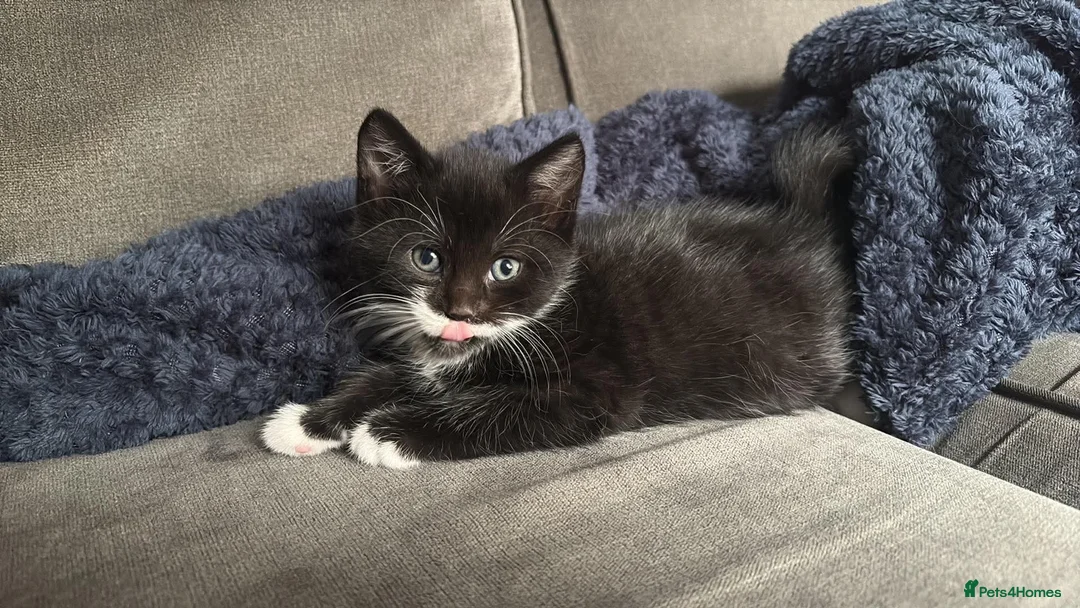 Domestic Shorthair cats for sale: Shorthair kittens  in Sudbury - Advert 1