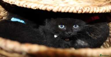 Mixed Breed cats - Advert 10
