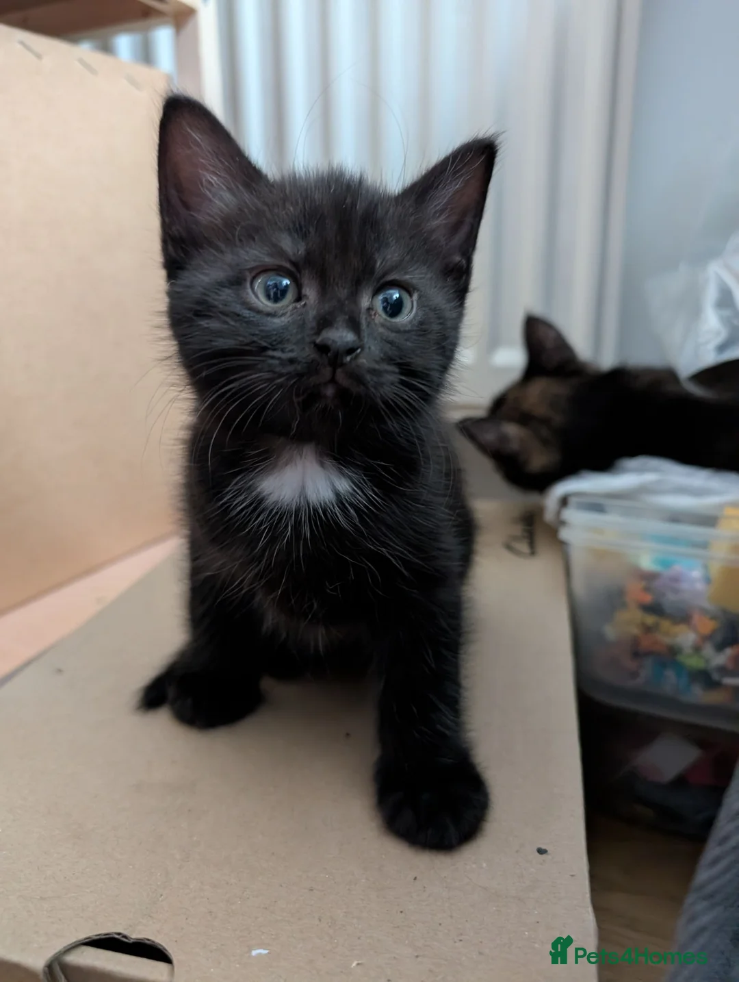 Mixed Breed cats for sale: 1 boy kitten: shadow tabby with white chest. in Taunton - Advert 2