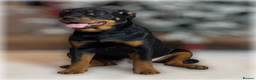 Rottweiler dogs for sale: ROTTWEILER PUPPIES. KC REGISTERED. FREE INSURANCE. - Advert 4