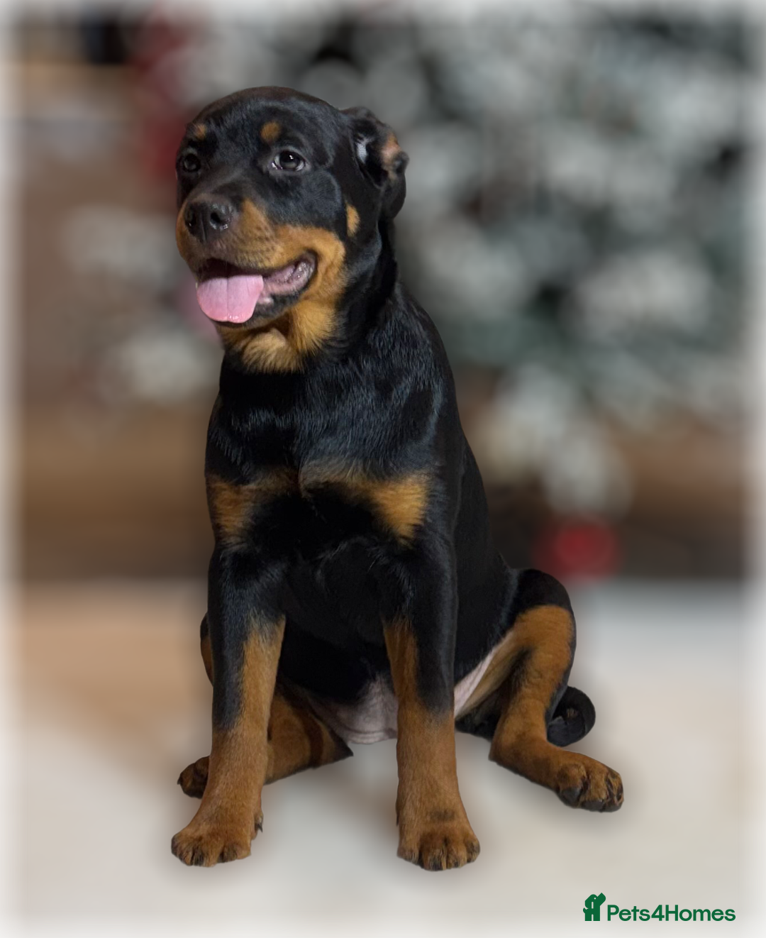 Rottweiler dogs for sale: ROTTWEILER PUPPIES. KC REGISTERED. FREE INSURANCE. - Advert 4