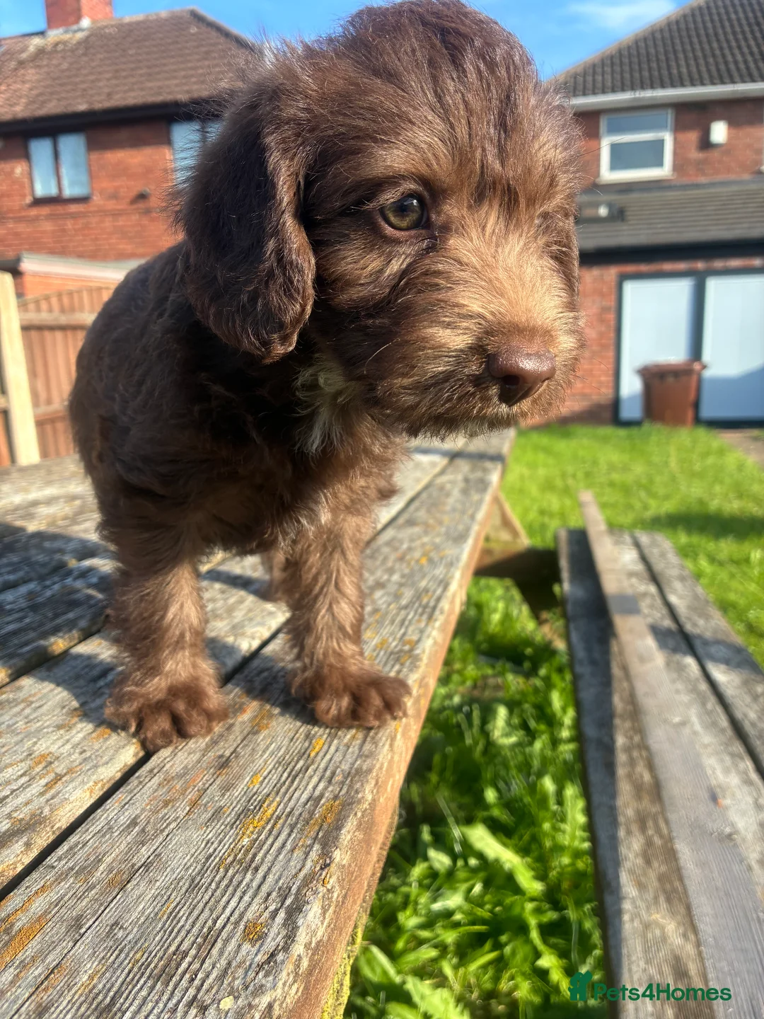 Bedlington Terrier dogs for sale: Bedlington terriers - Advert 2