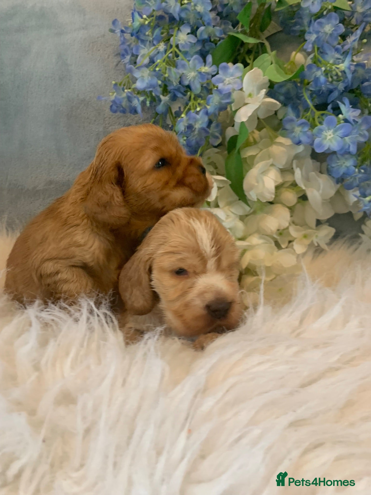 Cocker Spaniel dogs Show type cocker spaniel puppy’s  - Advert 2