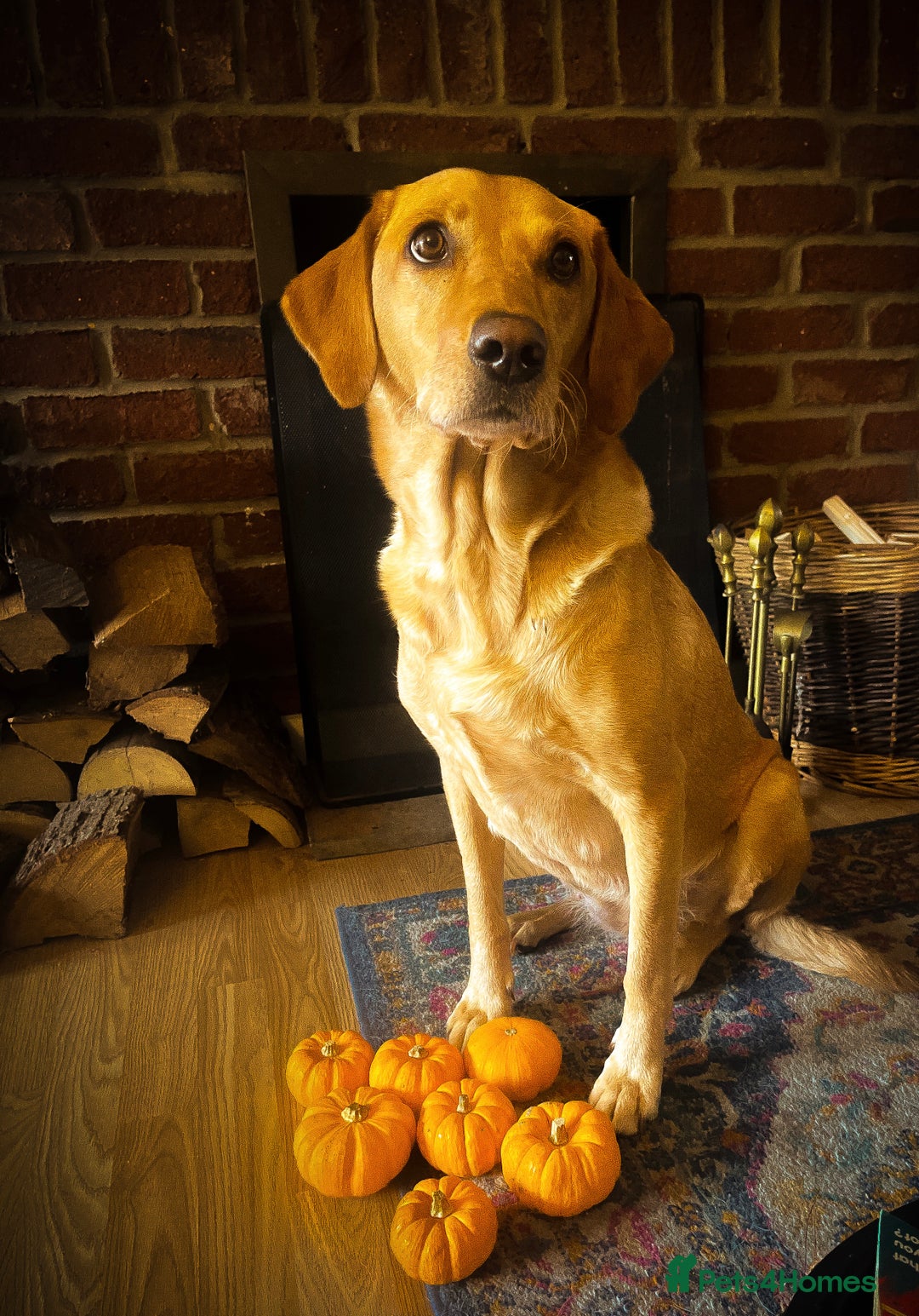 Labrador Retriever dogs for sale: Extensively Health tested Red fox Labradors 🧡 - Image 1