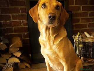 Labrador Retriever dogs for sale - Advert 1