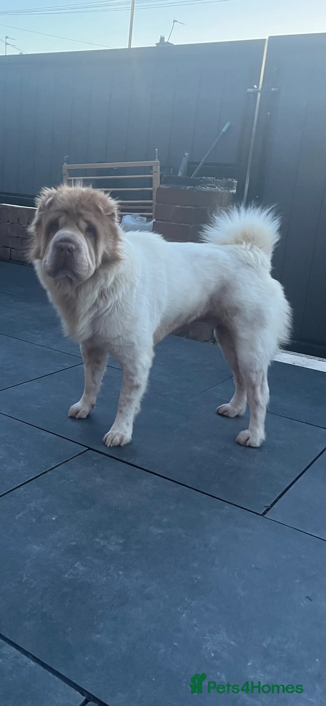 Shar Pei dogs for stud: lilac flower bear coat stud kc reg proven  in Sunderland - Advert 2