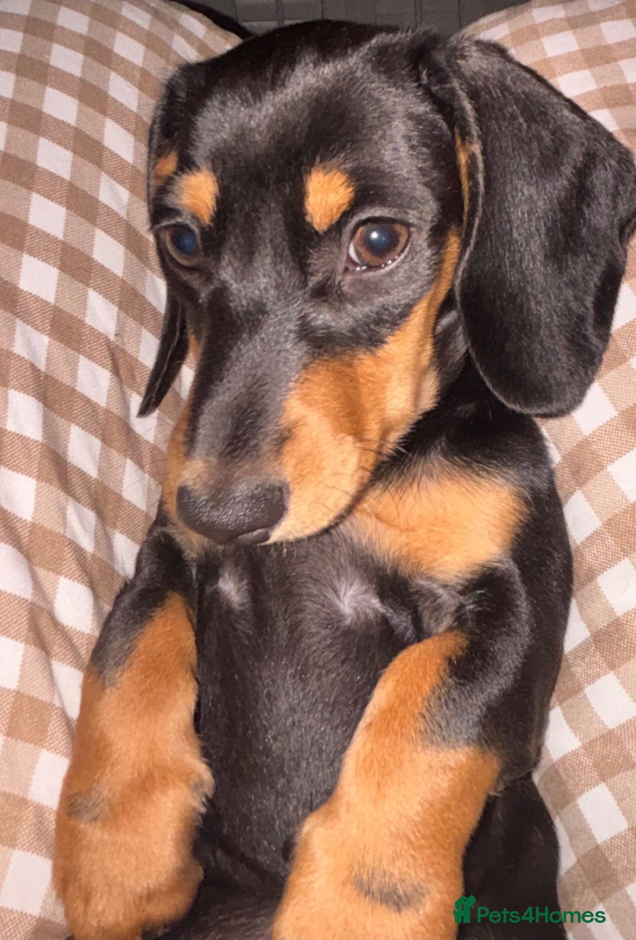 Miniature Dachshund dogs Miniature smooth coated Dacshund’s  - Advert 1
