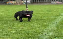 Staffordshire Bull Terrier dogs for stud: 🥇HIGHEST & MOST TITLED BLUE BLOODLINE DOG IN UK🏆 - Image 4
