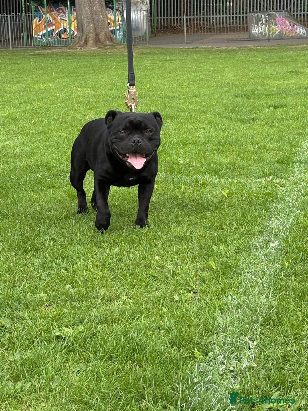 Staffordshire Bull Terrier dogs for stud: 🥇HIGHEST & MOST TITLED BLUE BLOODLINE DOG IN UK🏆 - Image 4