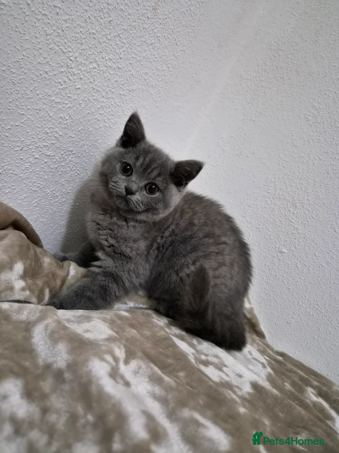 British Shorthair cats for sale: British Shorthair Kittens  - Advert 2