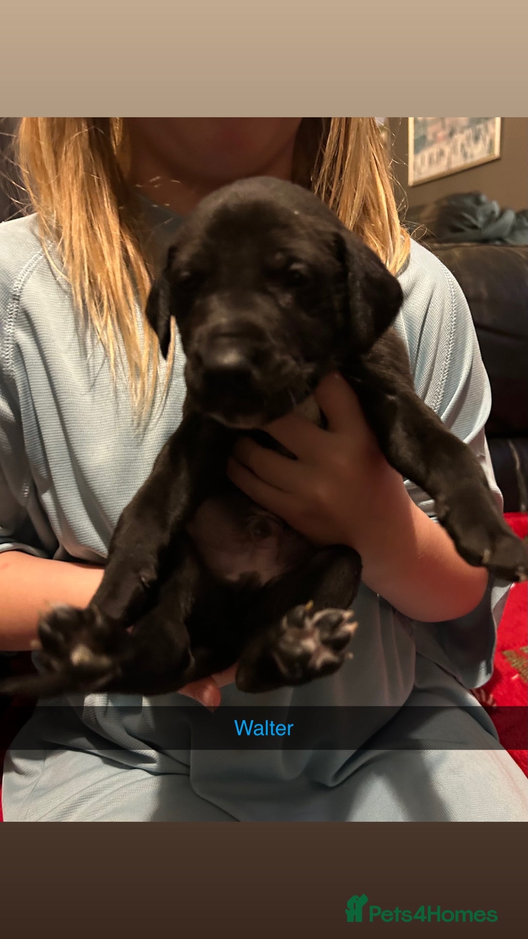 Lurcher dogs for sale: Lurcher pups  - Advert 5