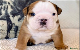 English Bulldog dogs for sale: Beautiful Pure breed English Bulldog Pups - Image 4