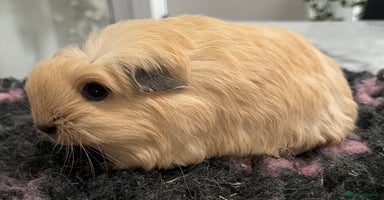 Guinea Pig rodents - Advert 12