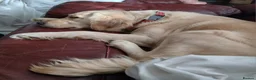 Golden Retriever dogs for sale: Beautiful Home Raised Golden Retriever Puppies - Advert 3