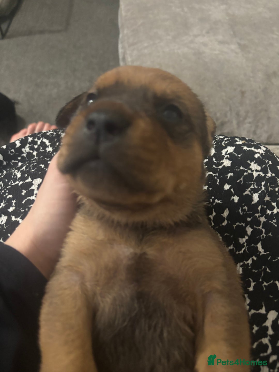 Mixed Breed dogs for sale: My surprise litter - Advert 18