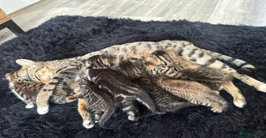 Bengal cats - Advert 4