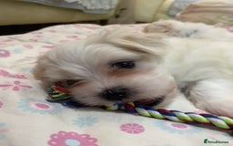 Maltese dogs for sale: Naughty Maltese Puppies For Sale. - Image 1