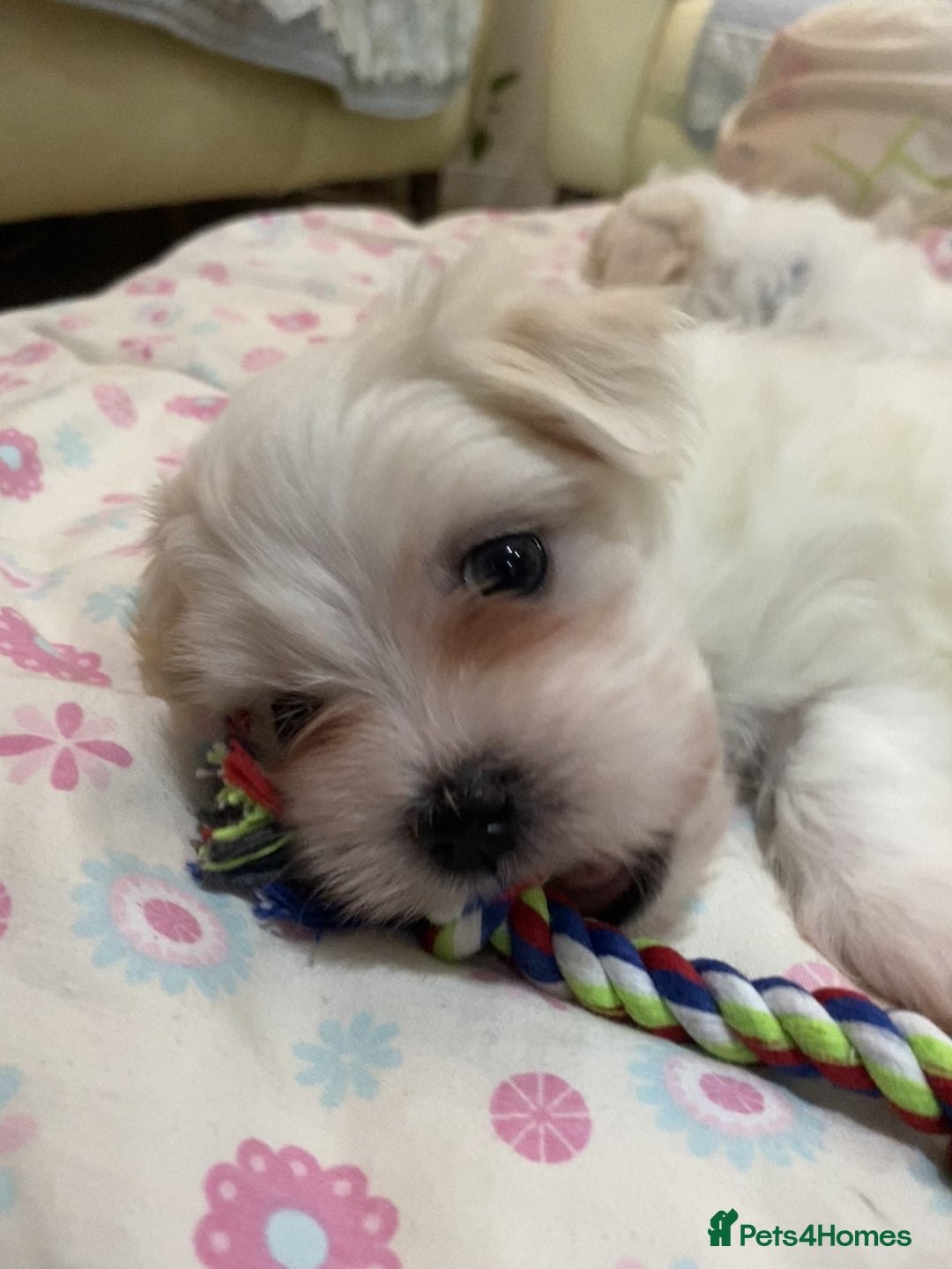 Maltese dogs for sale: Naughty Maltese Puppies For Sale. - Image 1