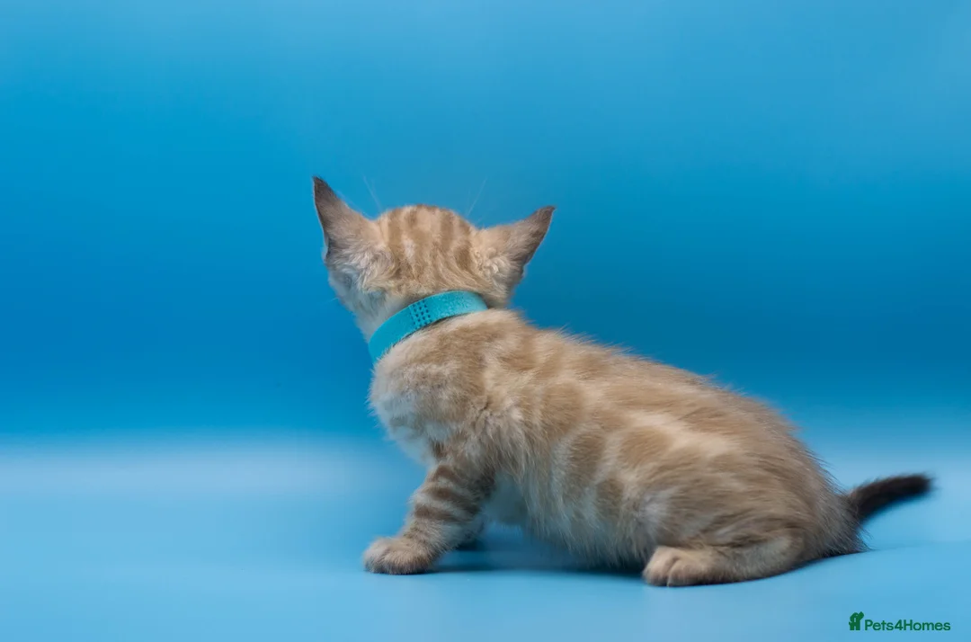 Bengal cats for sale: Snow Lynx Bengal Kittens–Available for Reservation - Advert 21