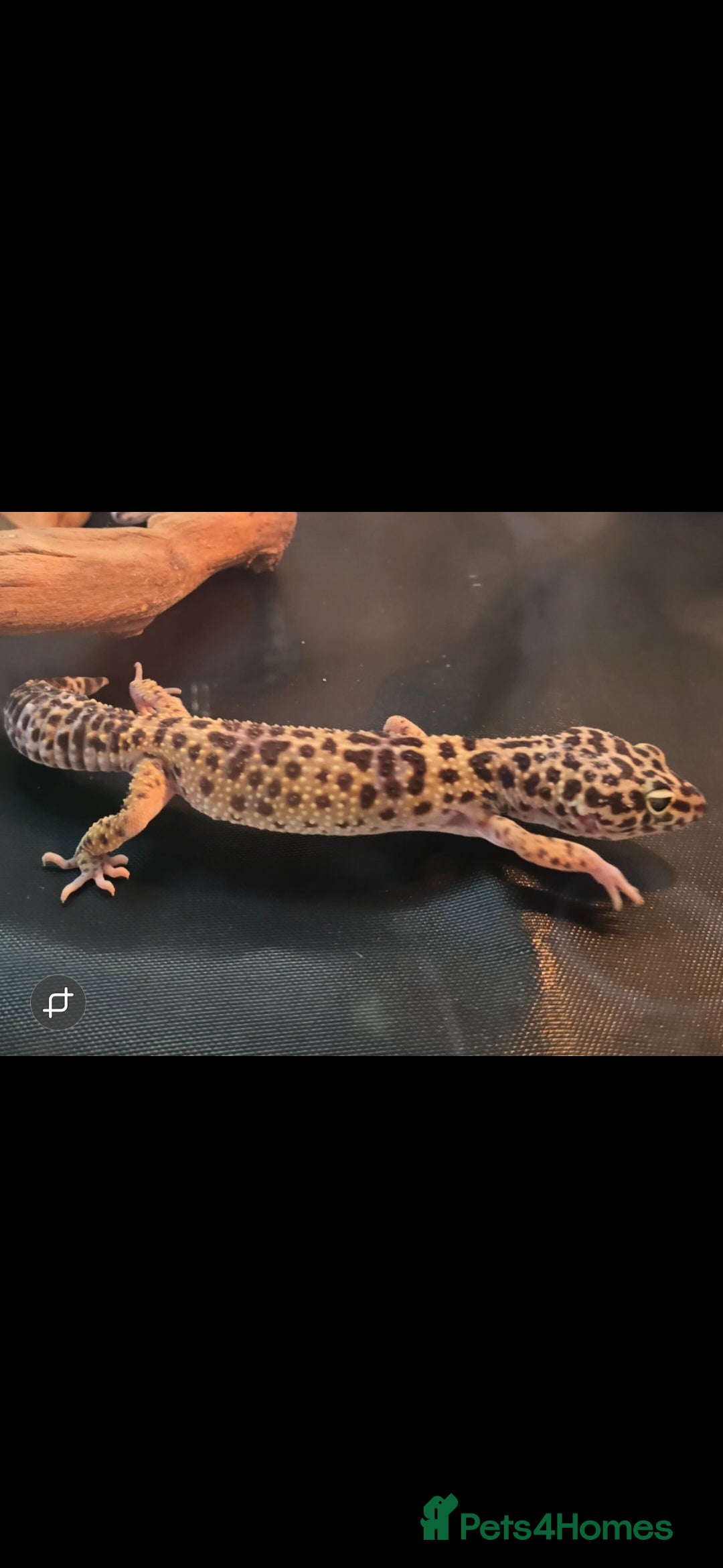 Leopard Gecko reptiles for sale: 7 months old Female leopard gecko  - Advert 11